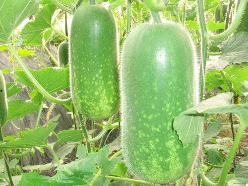 今日份吃瓜现场图片,揭秘吃瓜现场幕后真相